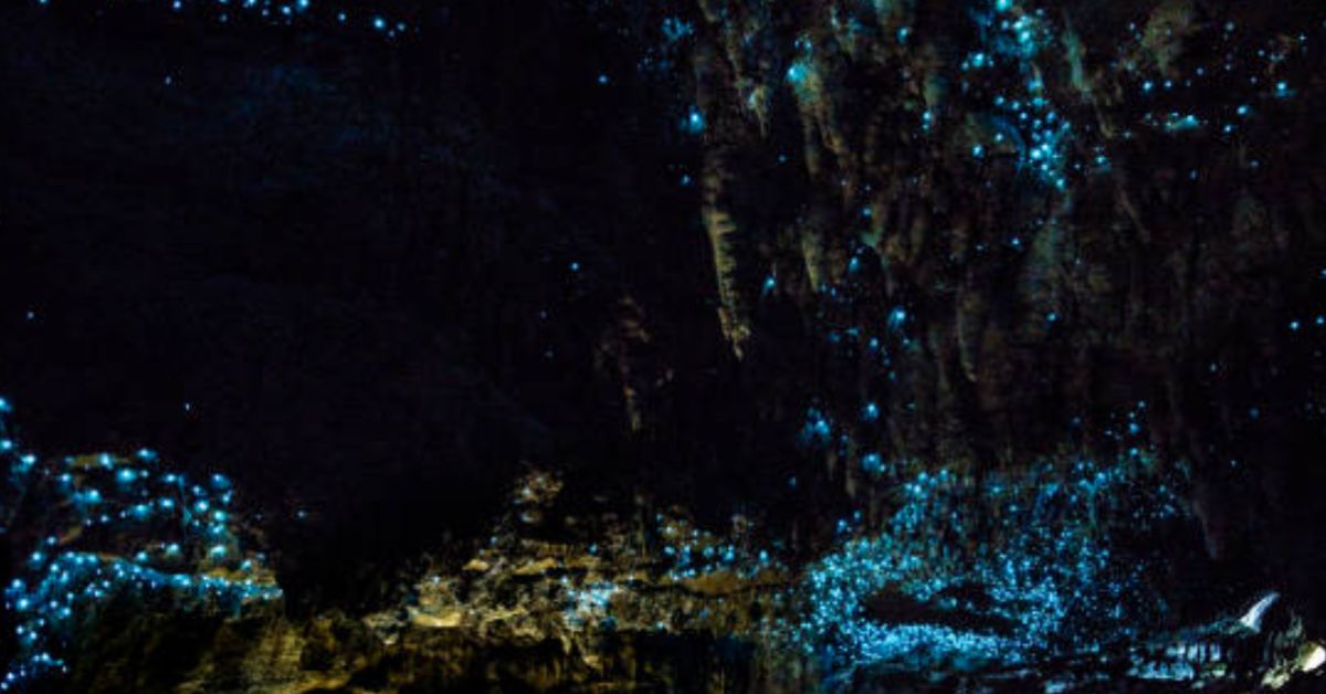 वाईटॉमो गुफाएँ (Waitomo Caves) न्यूज़ीलैंड में घूमने की जगह